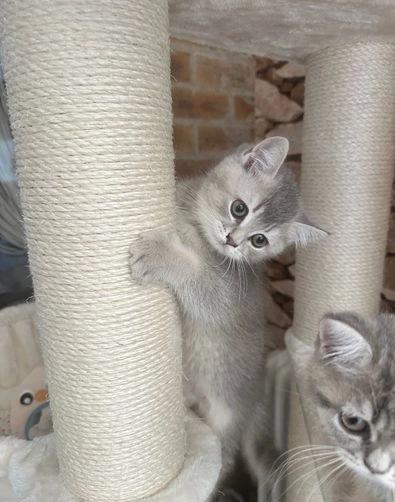  affettuosi gattini british shorthair